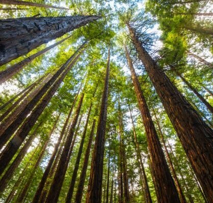 Mullen & Filippi, LLP