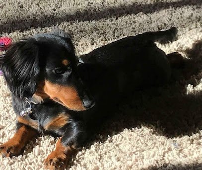 Patrea R. Bullock, Esq. The Lemon Law Expert